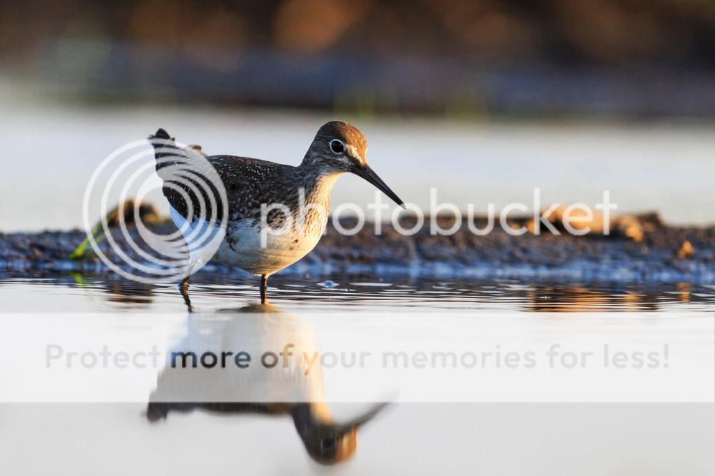 photo sandpiper looking at reflection in the water