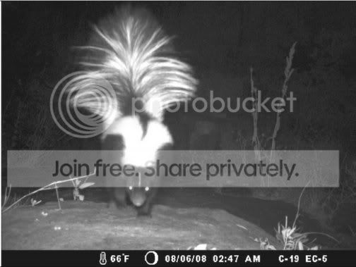 Skunk photo ElCap_zpse848da64.jpg