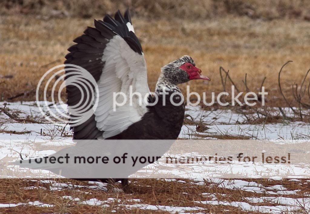 IMAGE: http://i1321.photobucket.com/albums/u554/markthane/IMG_2126copy_zps6f760e28.jpg