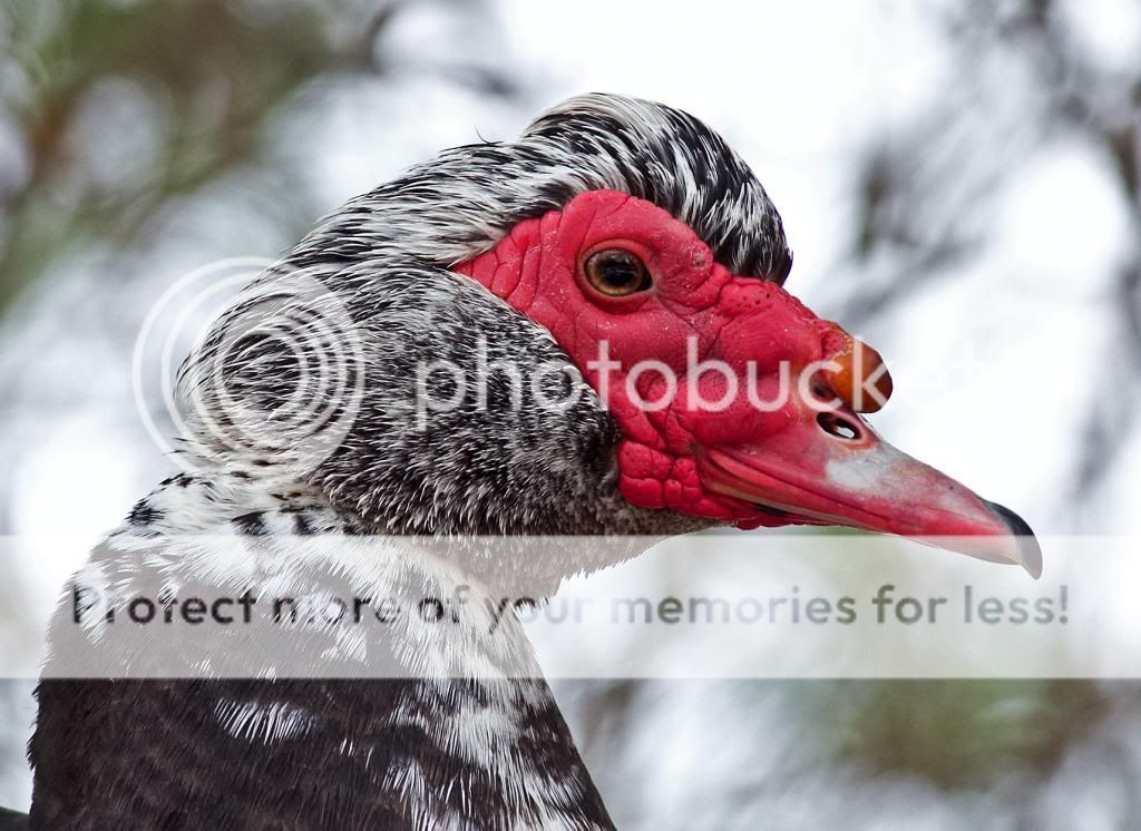 IMAGE: http://i1321.photobucket.com/albums/u554/markthane/IMG_2147copy_zpse8bdcaf9.jpg