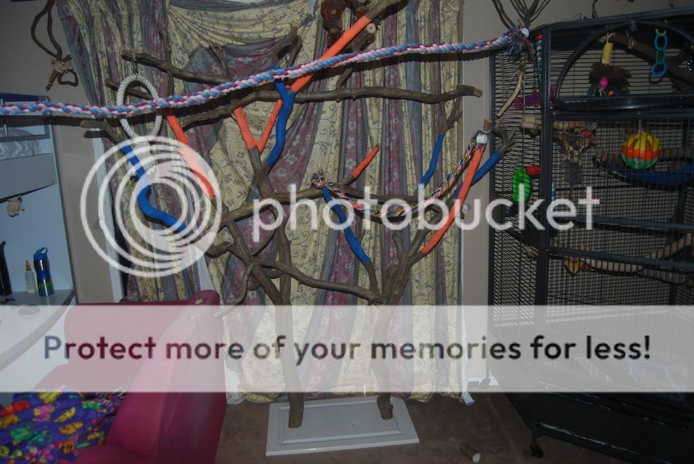 Do it yourself jumbo atom swing Parrot Forum Parrot Owner's Community