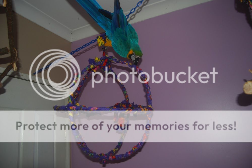 Do it yourself jumbo atom swing Parrot Forum Parrot Owner's Community