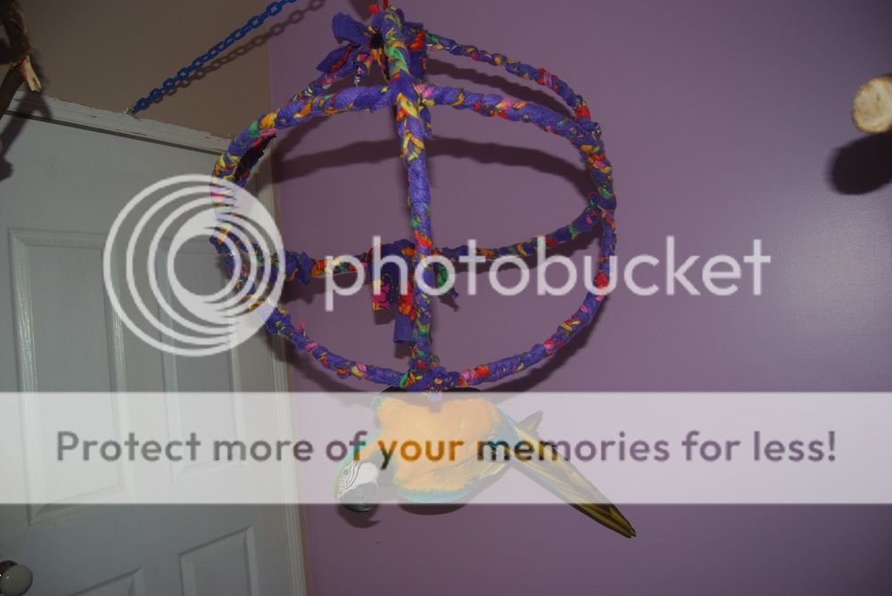 Do it yourself jumbo atom swing Parrot Forum Parrot Owner's Community