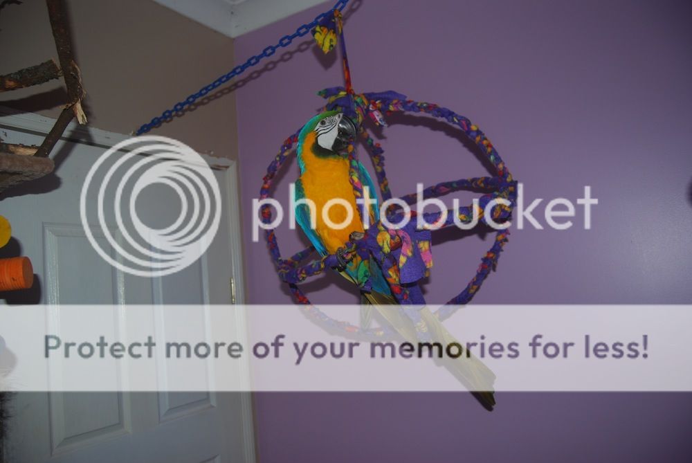 Do it yourself jumbo atom swing Parrot Forum Parrot Owner's Community