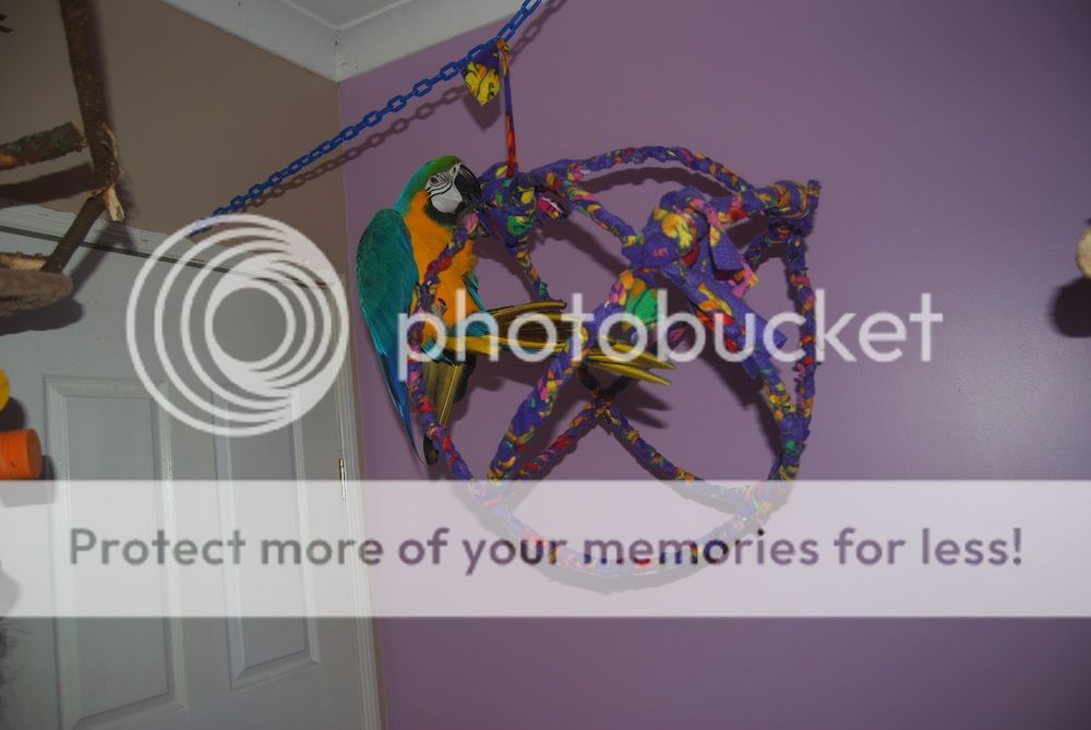 Do it yourself jumbo atom swing Parrot Forum Parrot Owner's Community