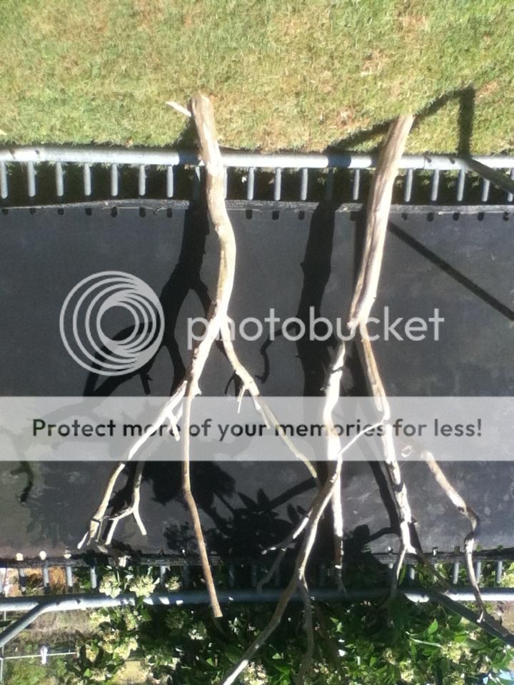 How to make tree stand up? Parrot Forum 🦜 Parrot Owners Community