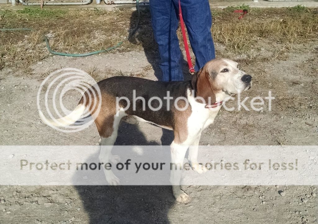 ukc beagle classifieds