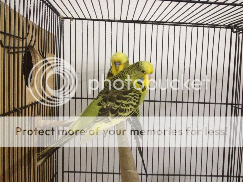 Yến phụng châu âu (chim sinh sản) - 1