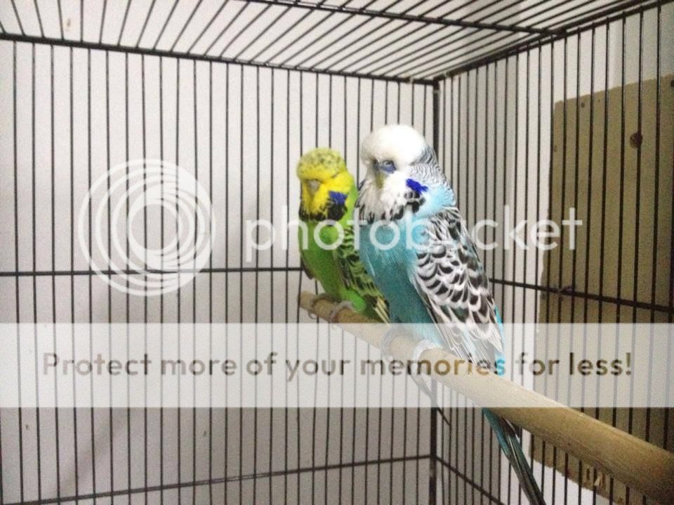 Yến phụng châu âu (chim sinh sản)