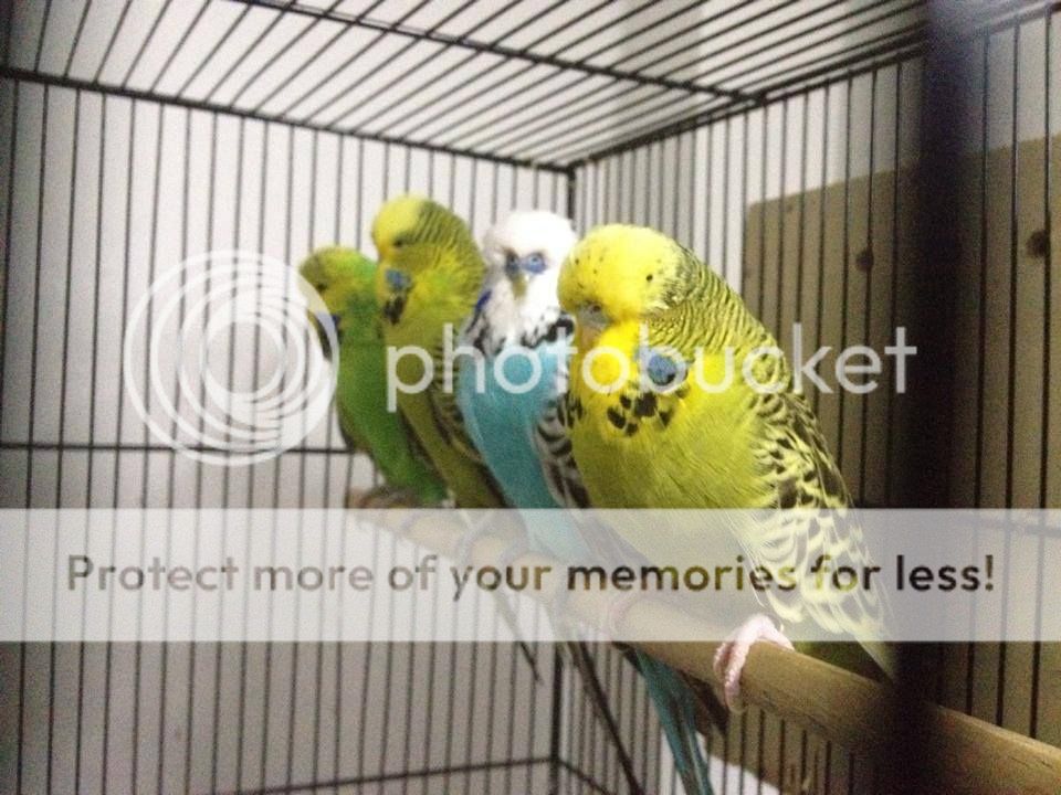 Yến phụng châu âu (chim sinh sản) - 3