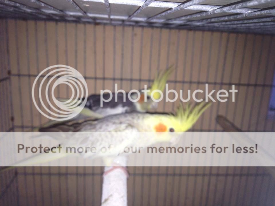 Yến phụng châu âu (chim sinh sản) - 4