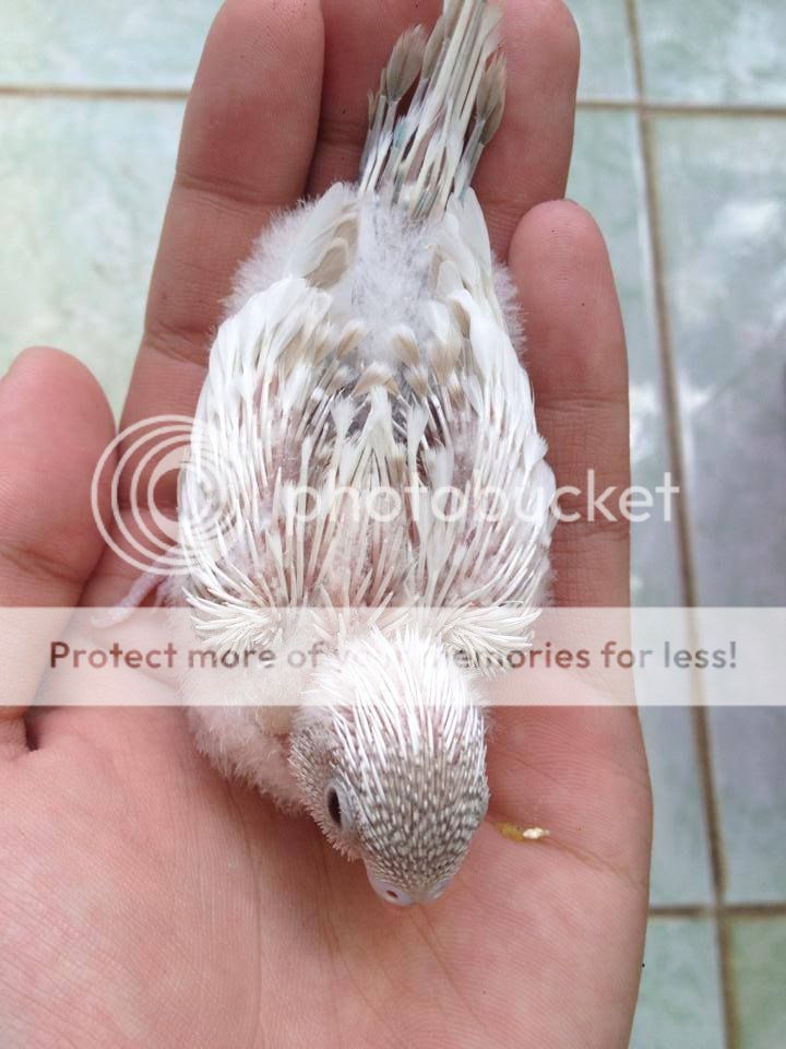 Chim Yến Phụng non - 30