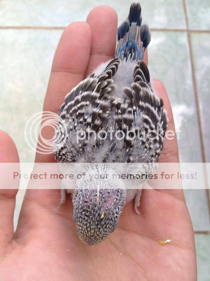 Chim Yến Phụng non - 34