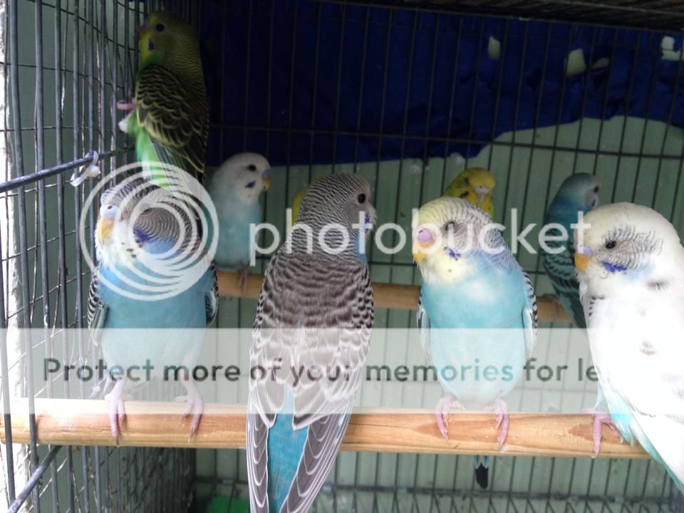 Bán chim Yến Phụng, Manh Manh, Sắc Nhật và lồng nuôi(có update thường xuyên) - 12