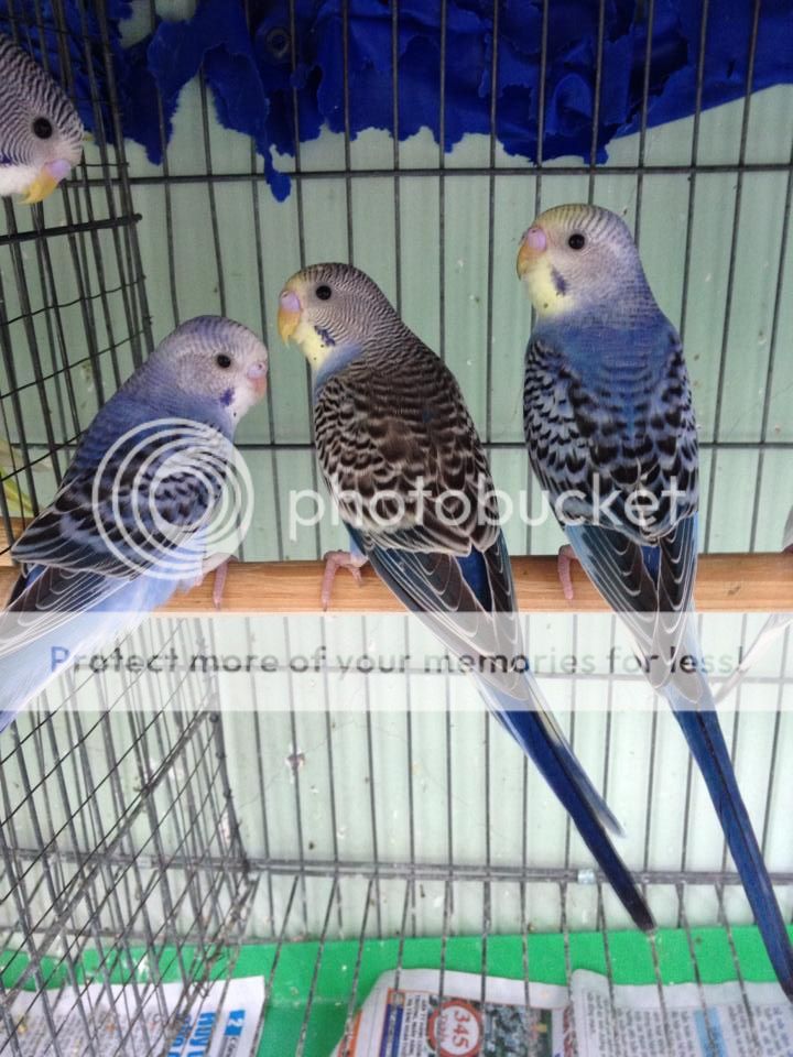 Bán chim Yến Phụng, Manh Manh, Sắc Nhật và lồng nuôi(có update thường xuyên) - 14