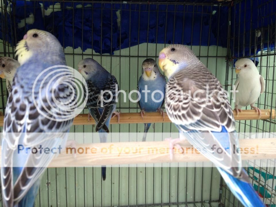 Bán chim Yến Phụng, Manh Manh, Sắc Nhật và lồng nuôi(có update thường xuyên) - 15