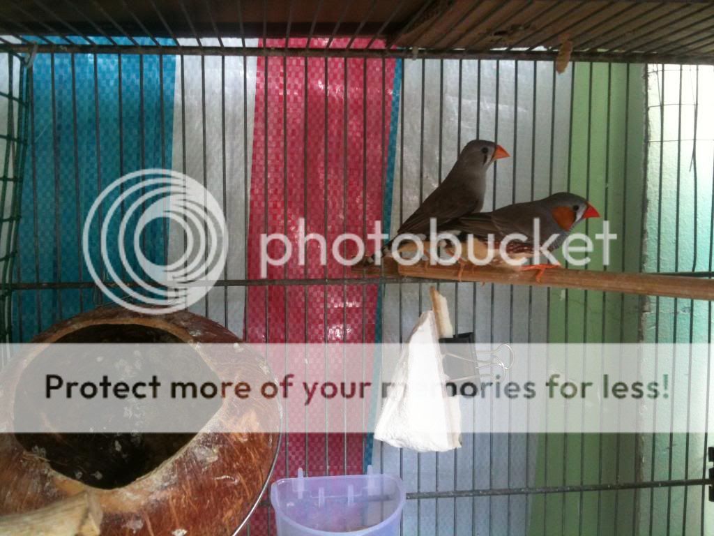 Bình tân-Bán manh manh ngoại (màu mới) - 1