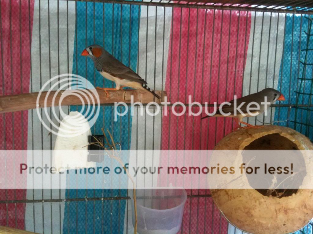 Bình tân-Bán manh manh ngoại (màu mới)