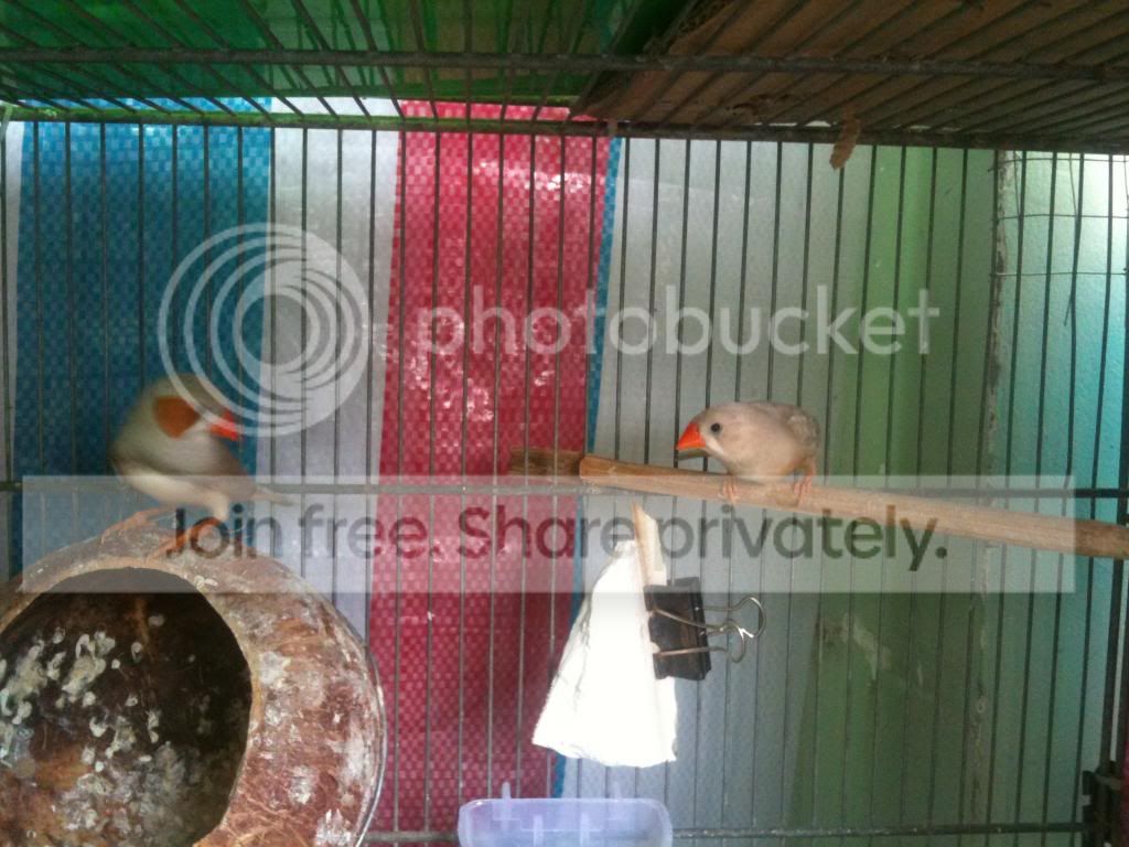 Bình tân-Bán manh manh ngoại (màu mới) - 3