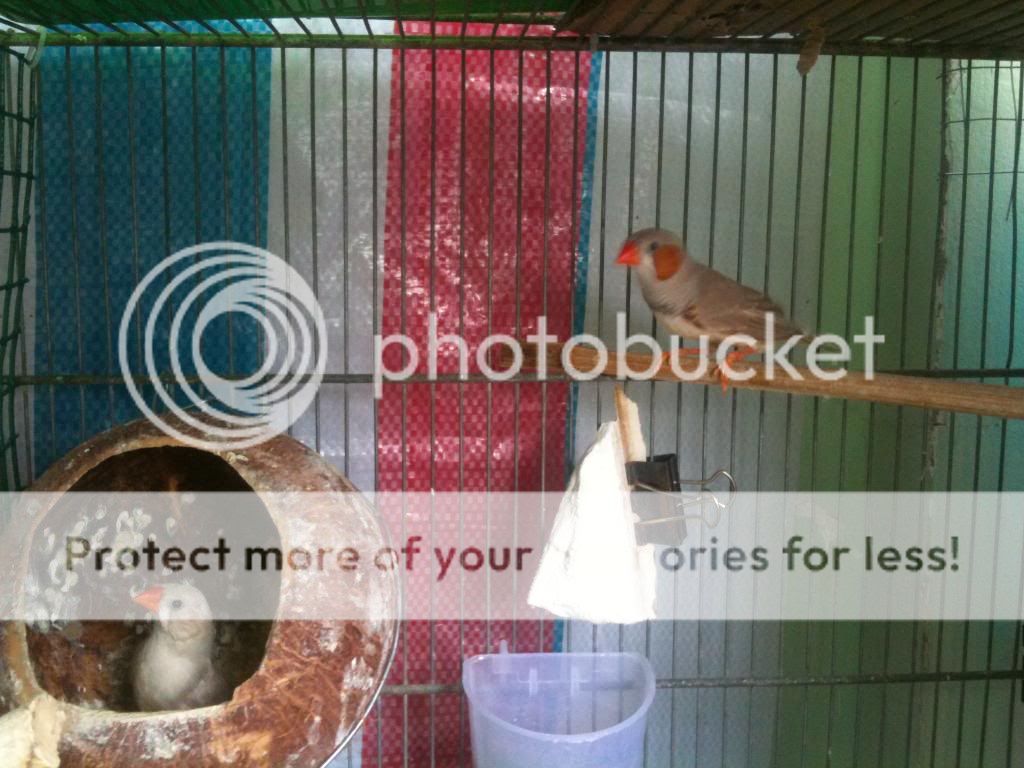 Bình tân-Bán manh manh ngoại (màu mới) - 2