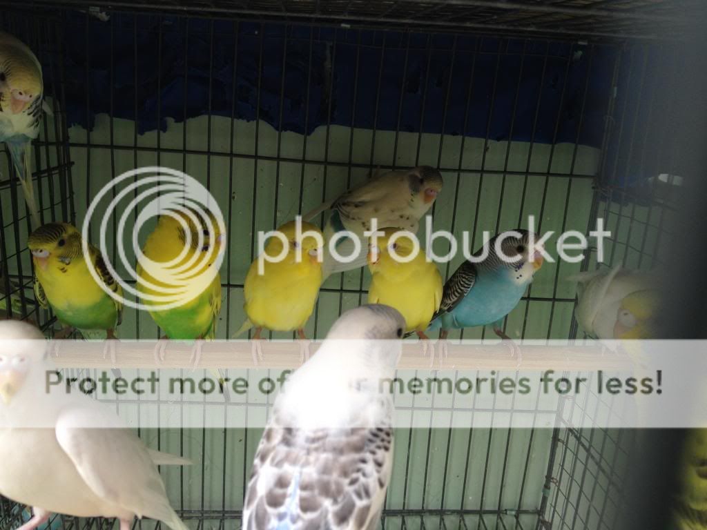 Bán chim Yến Phụng, Manh Manh, Sắc Nhật và lồng nuôi(có update thường xuyên) - 19