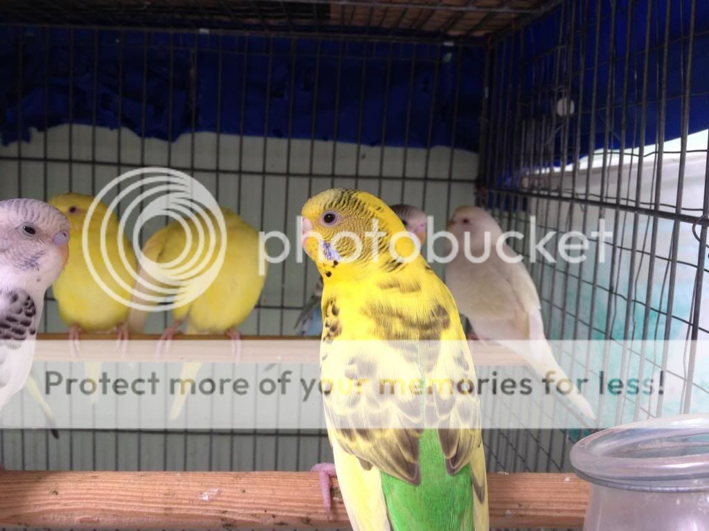 Bán chim Yến Phụng, Manh Manh, Sắc Nhật và lồng nuôi(có update thường xuyên) - 20