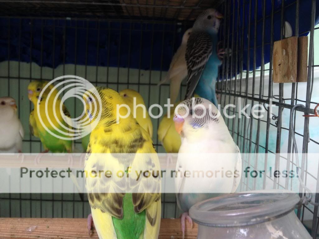 Bán chim Yến Phụng, Manh Manh, Sắc Nhật và lồng nuôi(có update thường xuyên) - 23