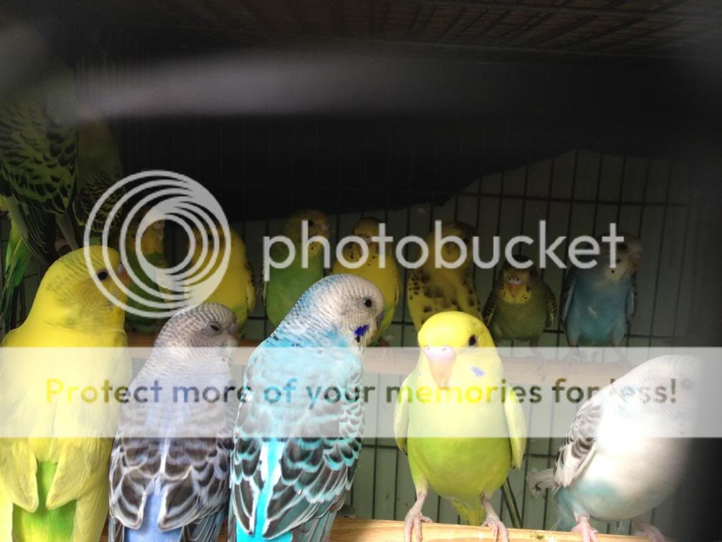 Bán chim Yến Phụng, Manh Manh, Sắc Nhật và lồng nuôi(có update thường xuyên) - 22