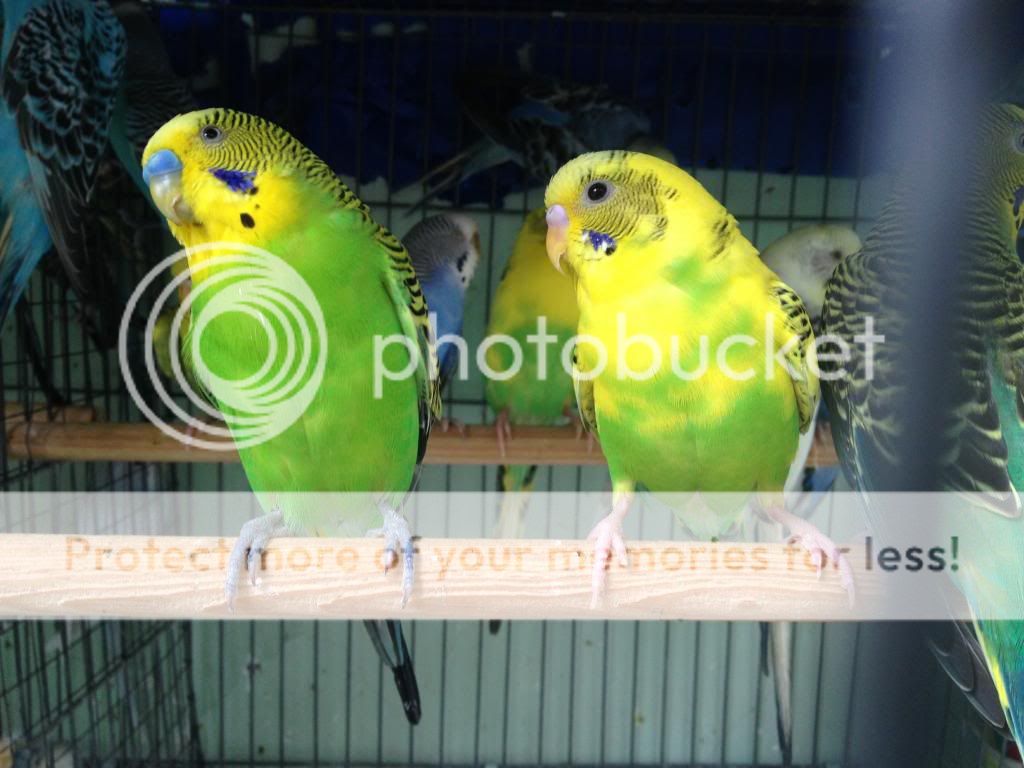 Bán chim Yến Phụng, Manh Manh, Sắc Nhật và lồng nuôi(có update thường xuyên) - 6