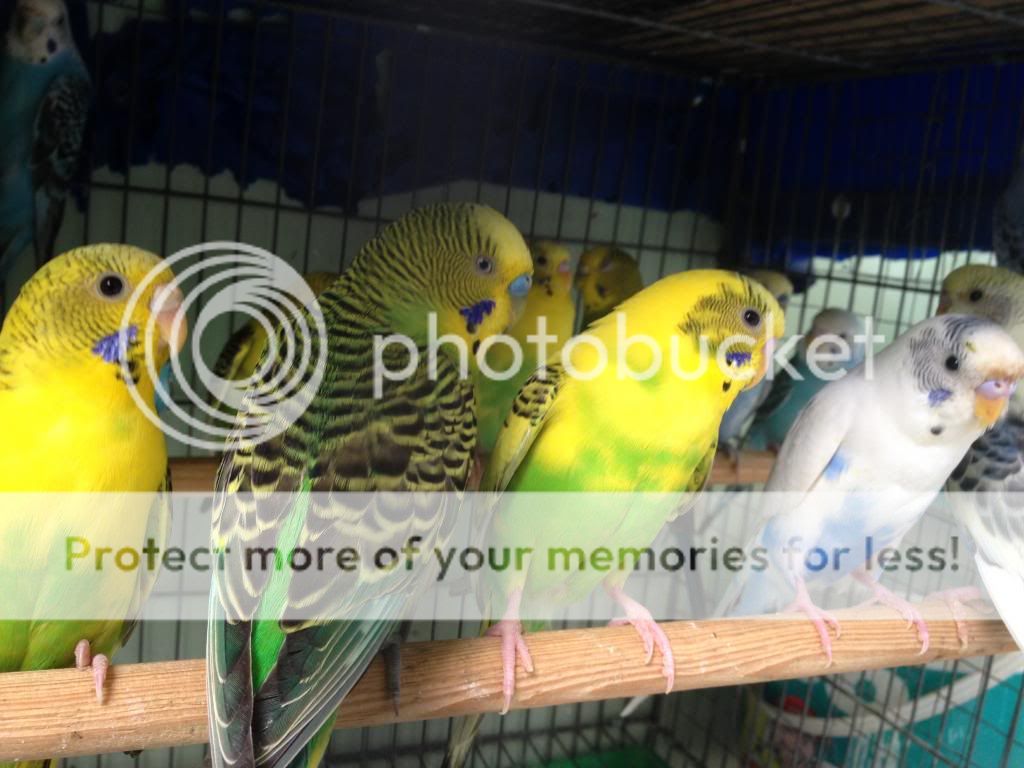 Bán chim Yến Phụng, Manh Manh, Sắc Nhật và lồng nuôi(có update thường xuyên) - 9