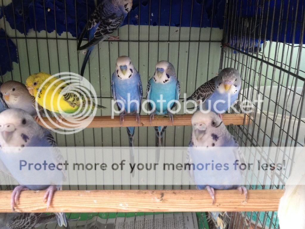 Bán chim Yến Phụng, Manh Manh, Sắc Nhật và lồng nuôi(có update thường xuyên) - 3