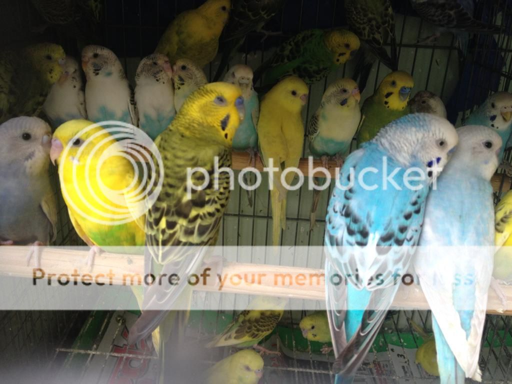 Bán chim Yến Phụng, Manh Manh, Sắc Nhật và lồng nuôi(có update thường xuyên)