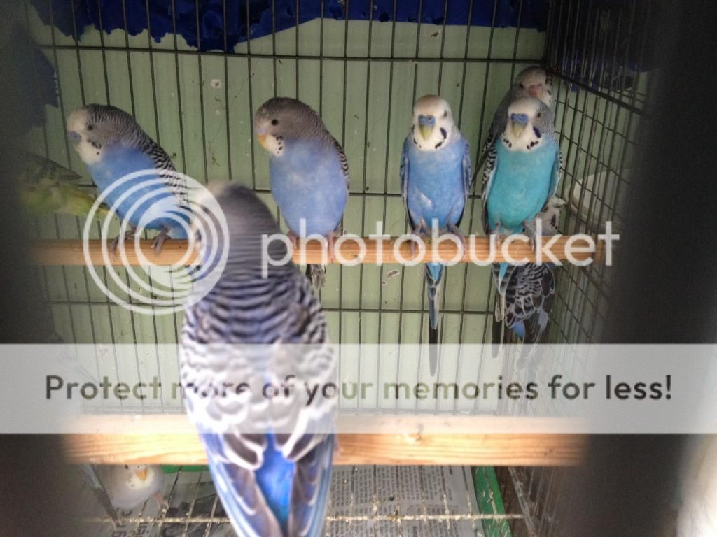 Bán chim Yến Phụng, Manh Manh, Sắc Nhật và lồng nuôi(có update thường xuyên) - 2