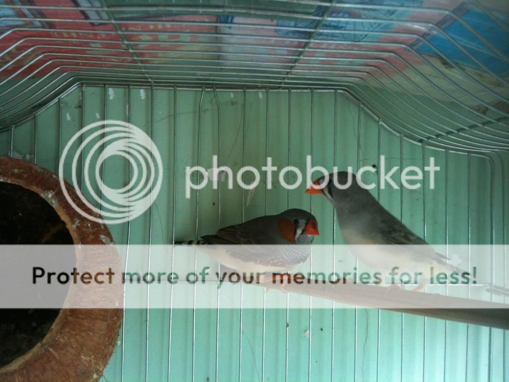 Bình tân-Bán manh manh ngoại (màu mới) - 6