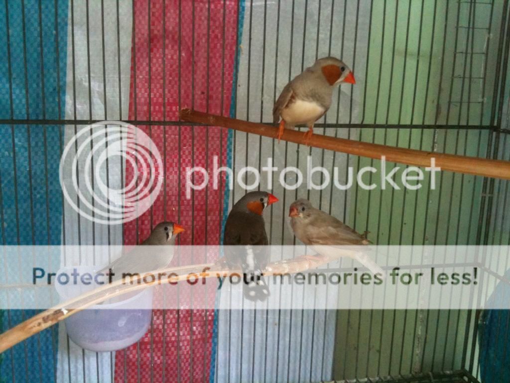 Bình tân-Bán manh manh ngoại (màu mới) - 7