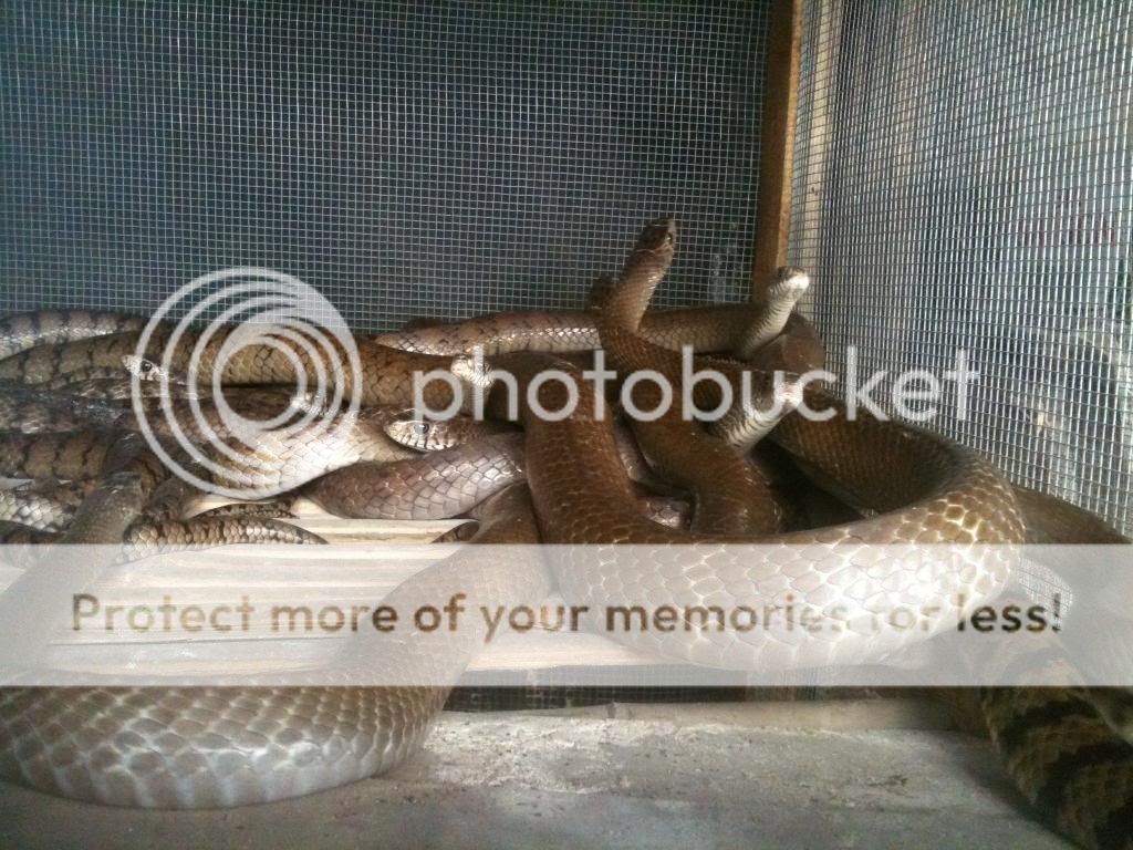 Bán rắn Long Thừa