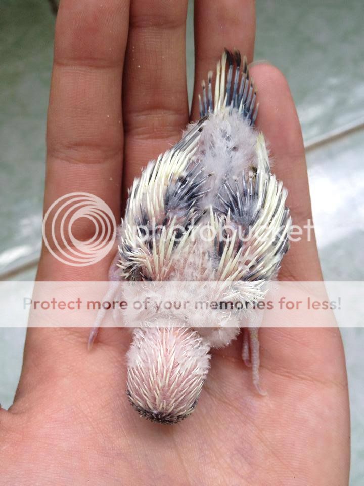 Chim Yến Phụng non - 1