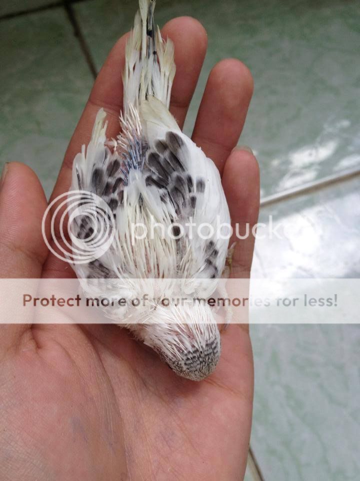 Chim Yến Phụng non - 2