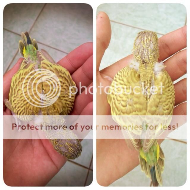 Chim Yến Phụng non - 3