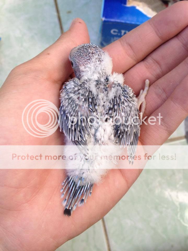 Chim Yến Phụng non - 5