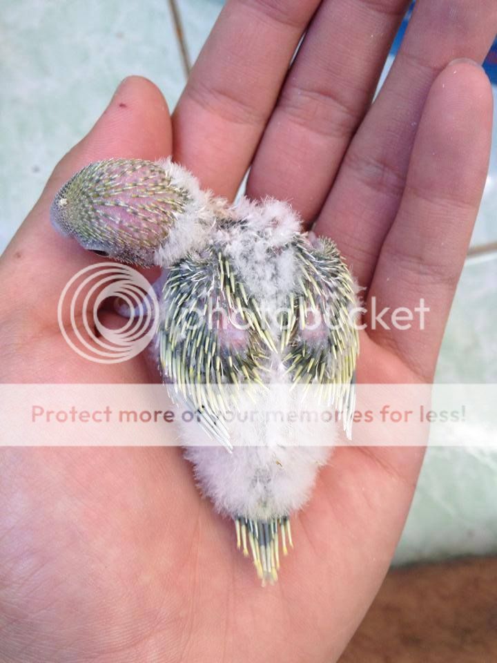 Chim Yến Phụng non - 8