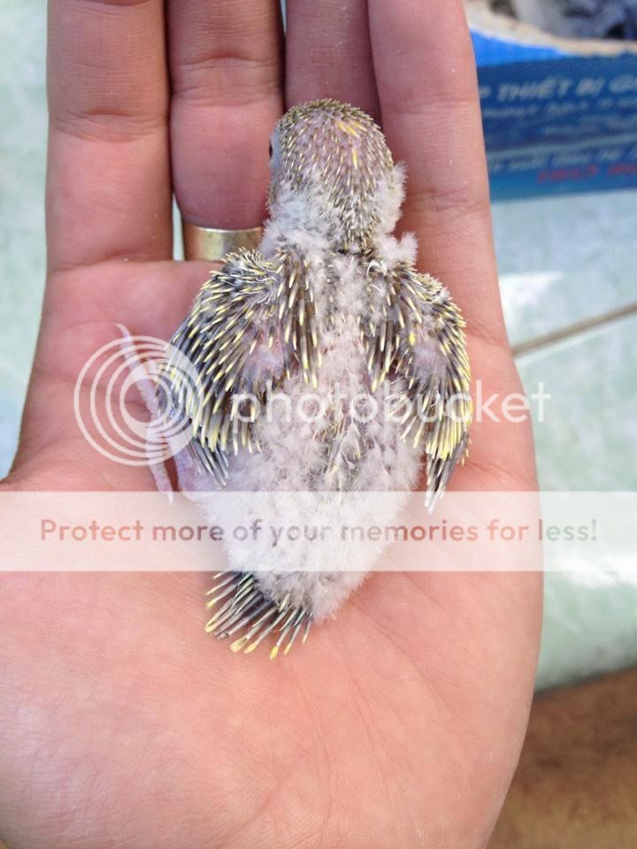 Chim Yến Phụng non - 14