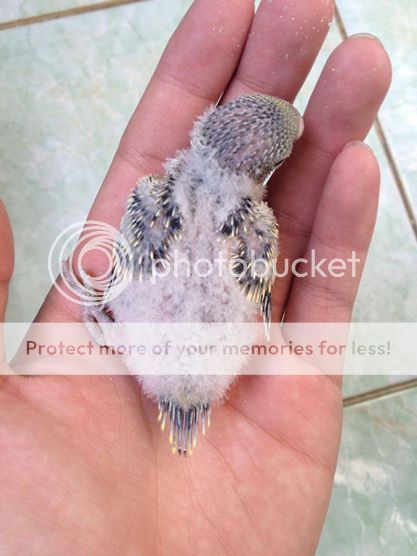 Chim Yến Phụng non - 18