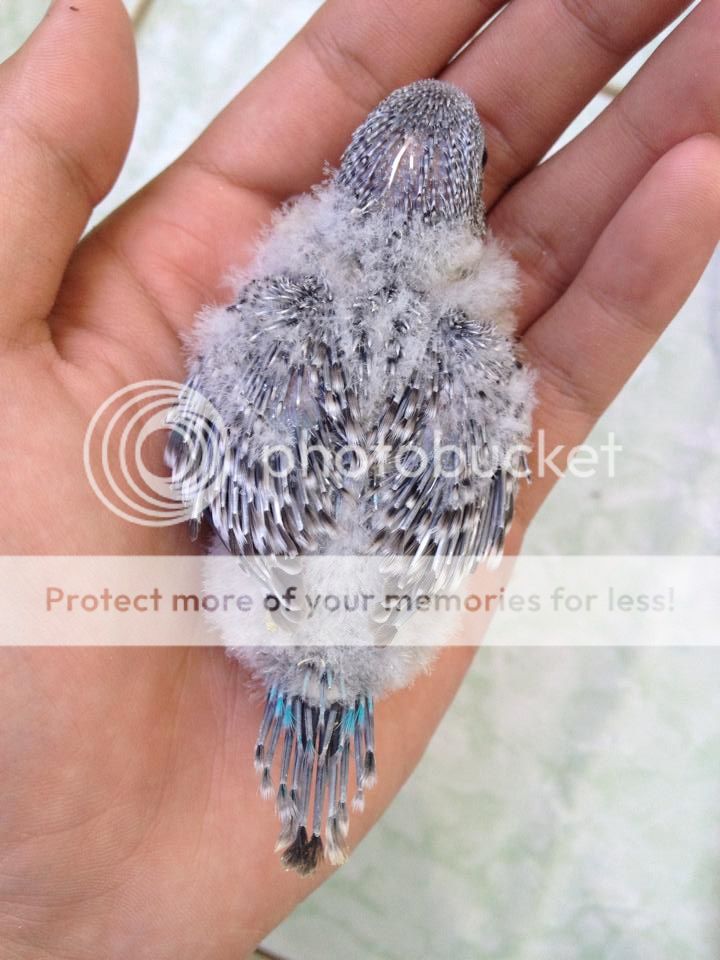 Chim Yến Phụng non - 19