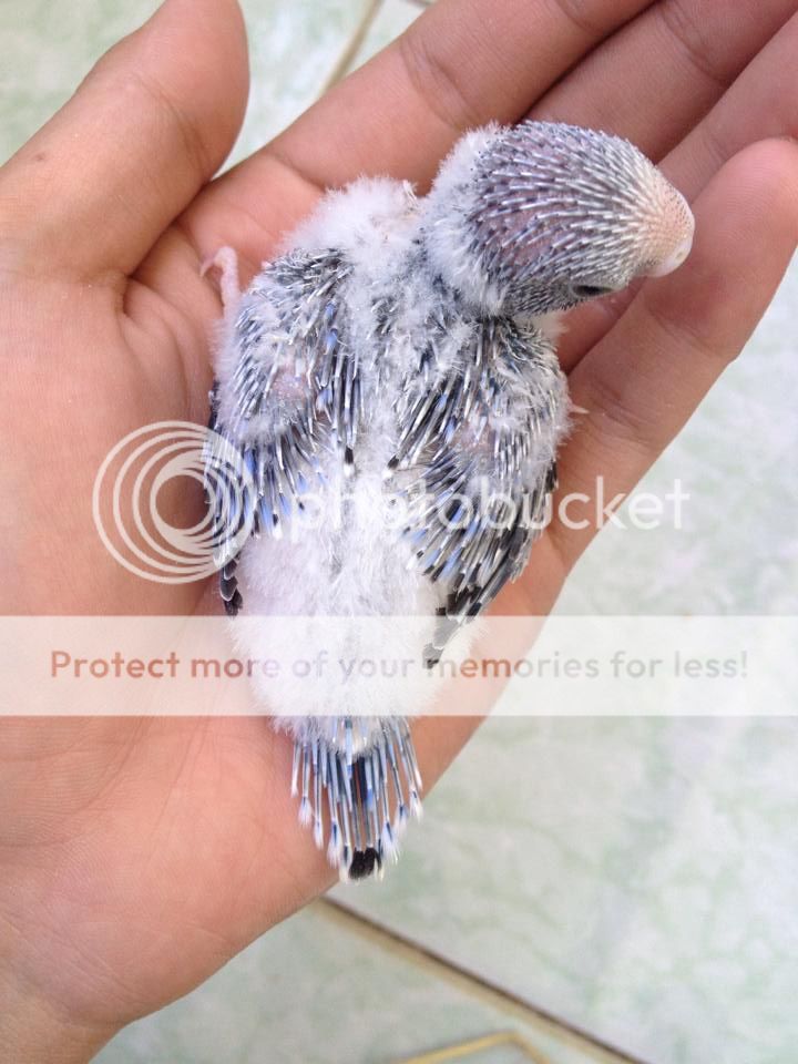 Chim Yến Phụng non - 20